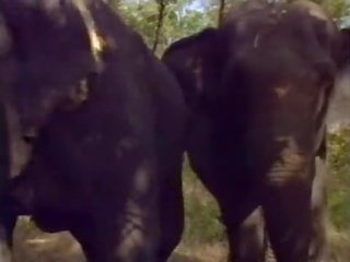 Selen で ラ レジャイナ degli elefanti (a.k.a. ザ· 女王 の elephants) - シーン ＃1